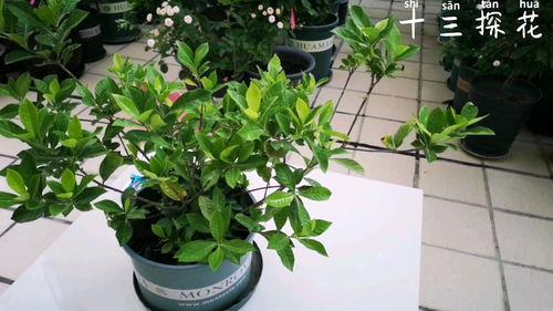 栀子花如何修剪视频